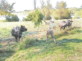 cutting green feed for cows with a farm scythe