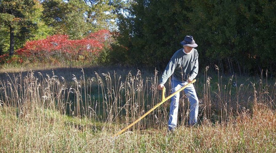Botan Anderson mowing with a scythe.